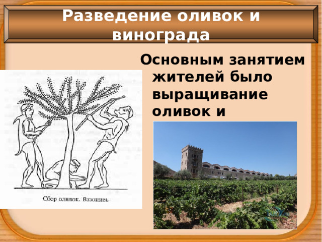 Разведение оливок и винограда Основным занятием жителей было выращивание оливок и винограда 