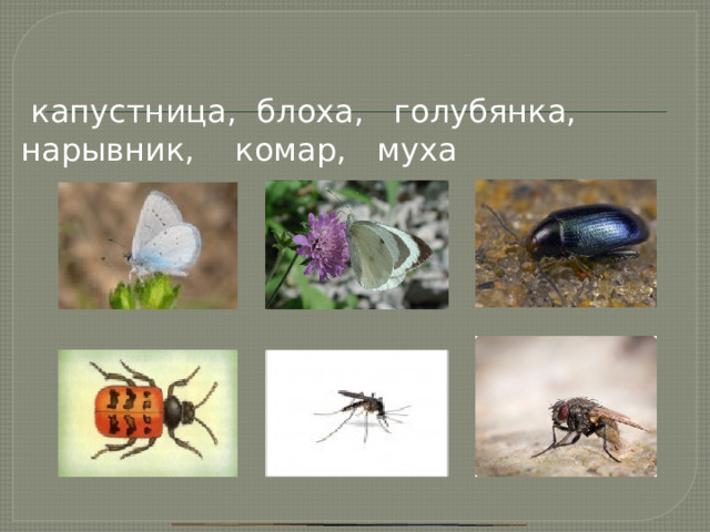  капустница, блоха, голубянка, нарывник, комар, муха 