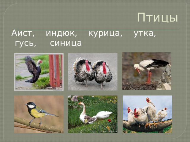Птицы  Аист, индюк, курица, утка, гусь, синица 