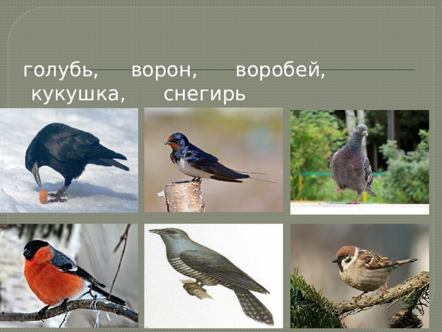  голубь, ворон, воробей, кукушка, снегирь 