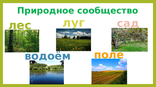 Природное сообщество поле. Природное сообщество луг. Природное сообщество сад. Описание природного сообщества луг.