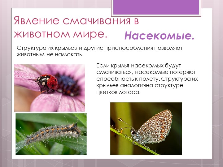 Какое явление называется смачиванием несмачиванием приведите примеры Мои идеальные уроки. 7 кл. Диффузия
