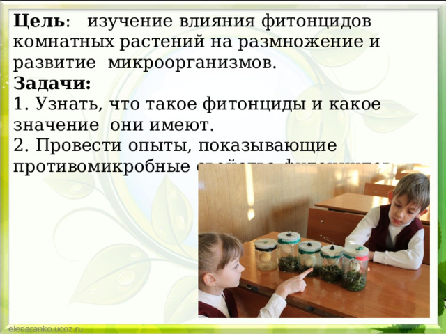   Цель : изучение влияния фитонцидов комнатных растений на размножение и развитие микроорганизмов.  Задачи:  1. Узнать, что такое фитонциды и какое значение они имеют.  2. Провести опыты, показывающие противомикробные свойства фитонцидов.    