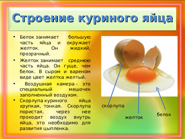 Строение куриного яйца Белок занимает большую часть яйца и окружает желток. Он жидкий, прозрачный. Желток занимает среднюю часть яйца. Он гуще, чем белок. В сыром и вареном виде цвет желтка желтый.  Воздушная камера - это специальный мешочек заполненный воздухом. Скорлупа куриного яйца хрупкая, тонкая. Скорлупа пористая, через нее проходит воздух внутрь яйца, это необходимо для развития цыпленка. скорлупа белок желток 
