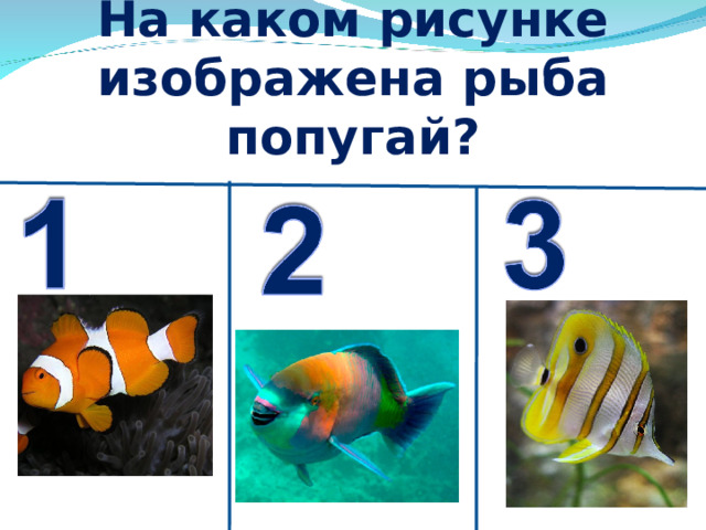 На каком рисунке изображена рыба попугай? 