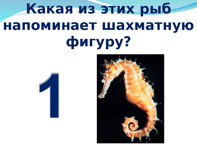 Какая из этих рыб напоминает шахматную фигуру? 