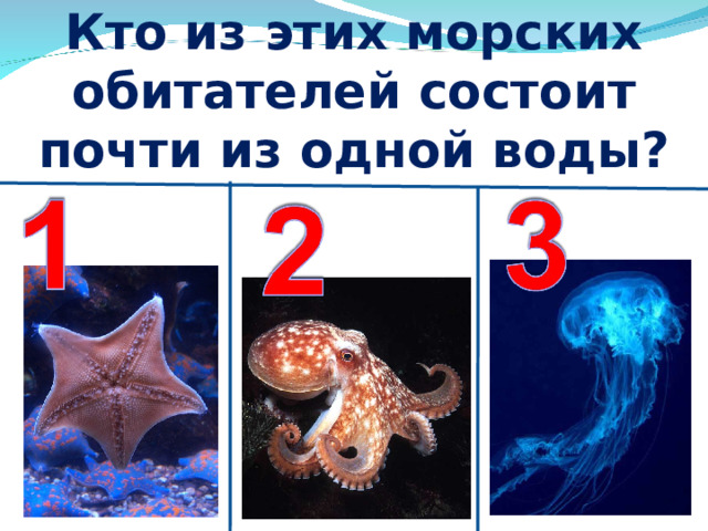 Кто из этих морских обитателей состоит почти из одной воды? 