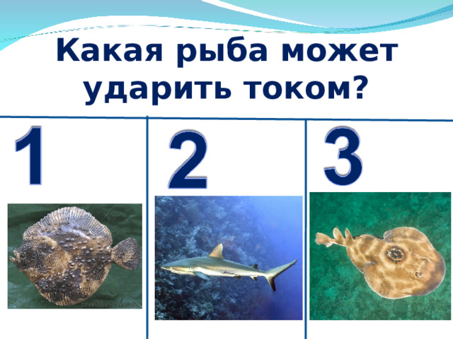 Какая рыба может ударить током? 