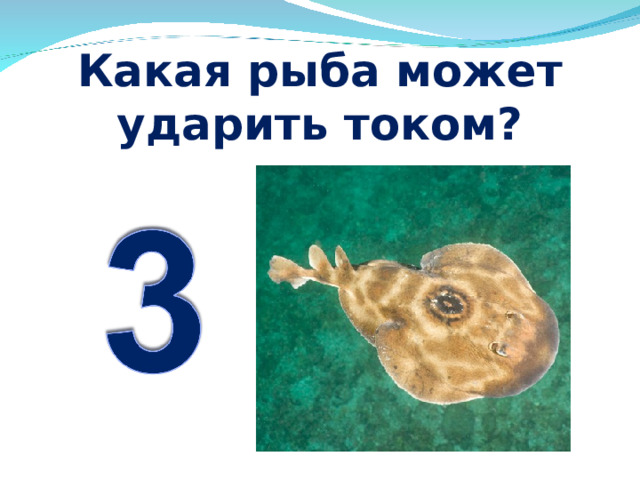Какая рыба может ударить током? 