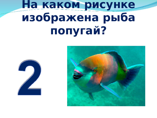 На каком рисунке изображена рыба попугай? 