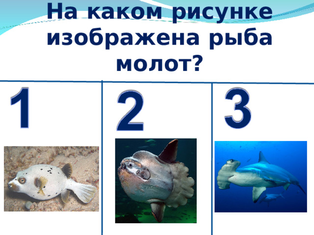 На каком рисунке изображена рыба молот? 