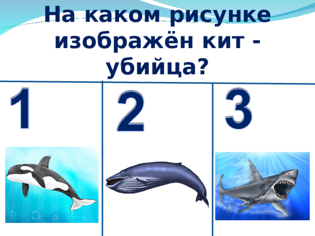 На каком рисунке изображён кит - убийца? 