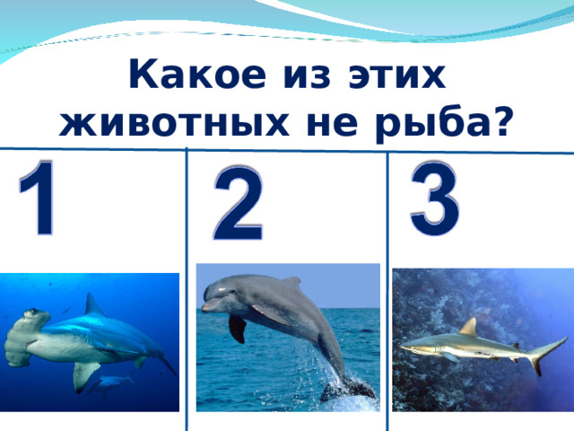 Какое из этих животных не рыба? 