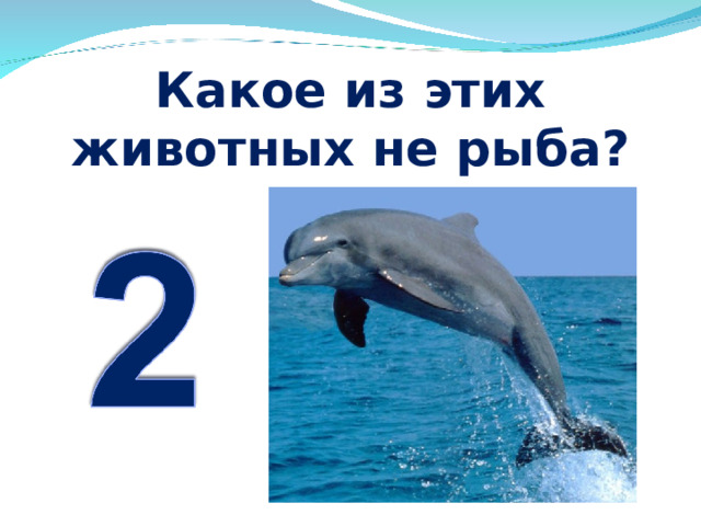 Какое из этих животных не рыба? 
