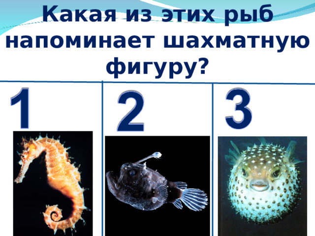 Какая из этих рыб напоминает шахматную фигуру? 