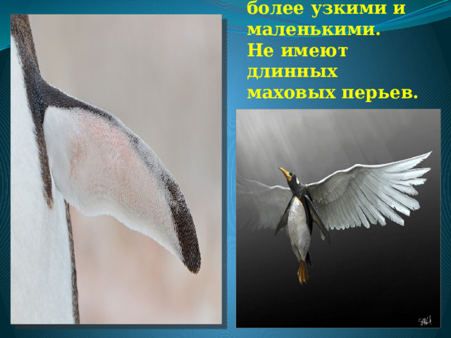 Крылья стали более узкими и маленькими.  Не имеют длинных маховых перьев. 