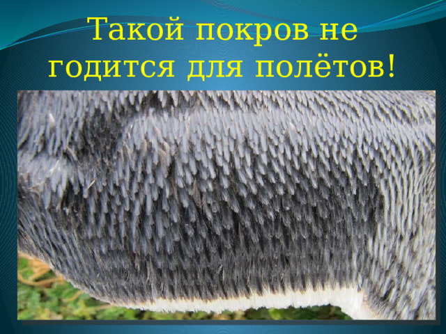 Такой покров не годится для полётов! 