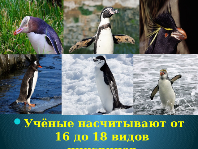 Учёные насчитывают от 16 до 18 видов пингвинов 