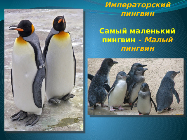 Самый большой - Императорский пингвин   Самый маленький пингвин - Малый пингвин 