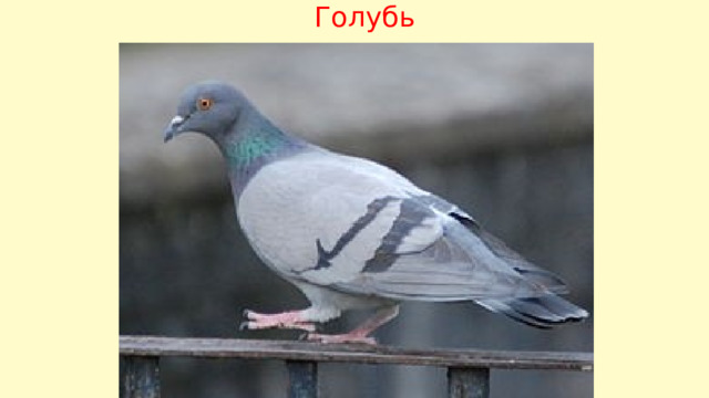 Голубь 