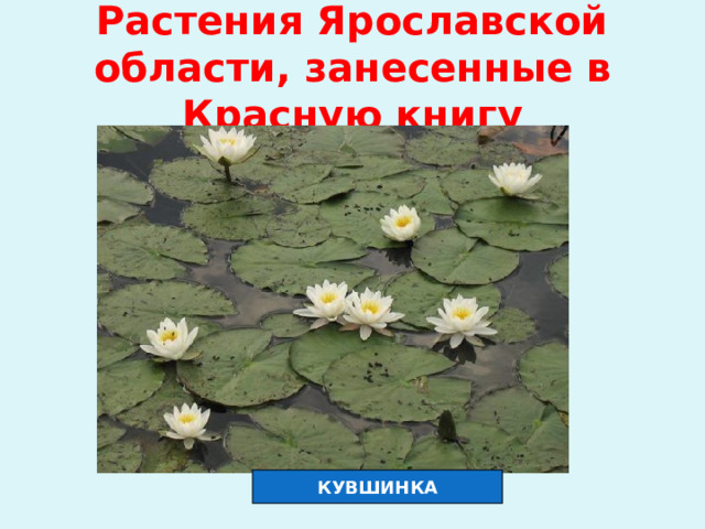 Растения Ярославской области, занесенные в Красную книгу КУВШИНКА 