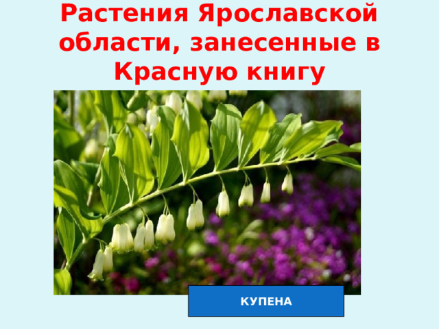 Растения Ярославской области, занесенные в Красную книгу КУПЕНА 