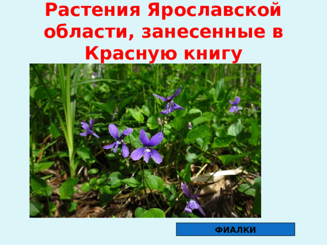 Растения Ярославской области, занесенные в Красную книгу ФИАЛКИ 