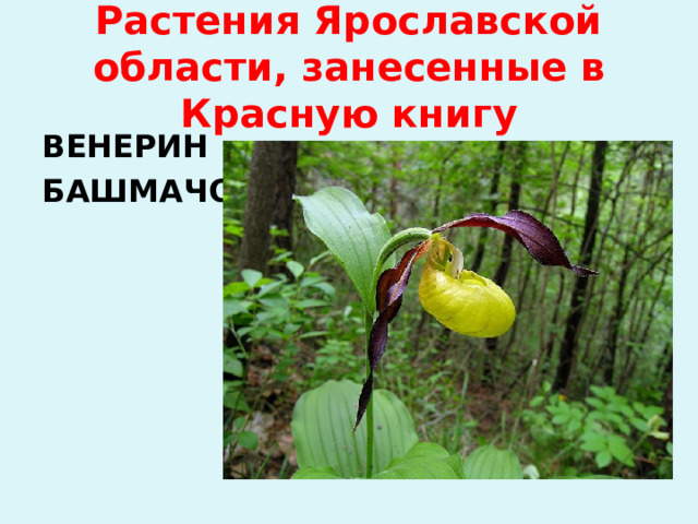 Растения Ярославской области, занесенные в Красную книгу ВЕНЕРИН БАШМАЧОК 