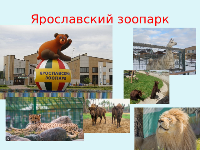 Ярославский зоопарк 