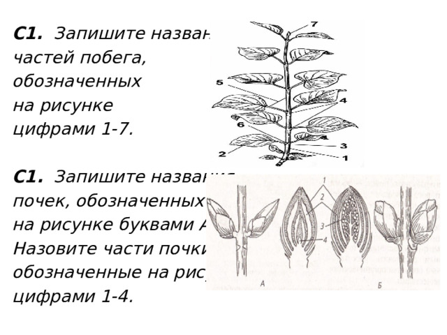 Для каких растений характерен вставочный рост побега