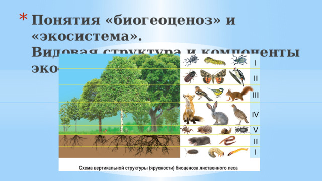 Понятия «биогеоценоз» и «экосистема».  Видовая структура и компоненты экосистемы. 