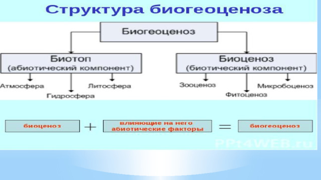 Презентация видовая и пространственная структура