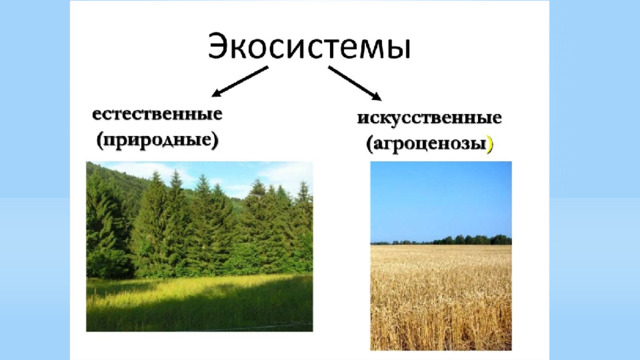 Компоненты экосистемы презентация