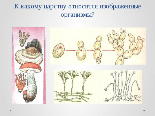 Какое свойство живых организмов изображено на рисунке гриб и медведь