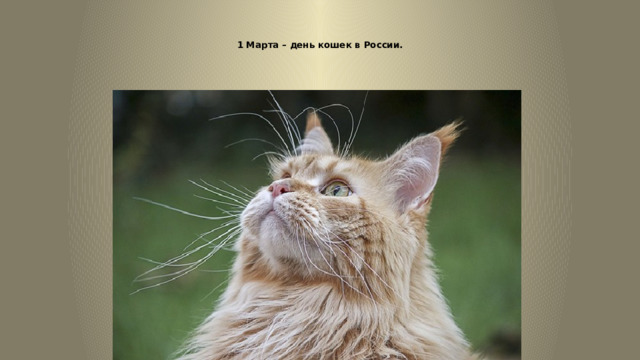   1 Марта – день кошек в России.    
