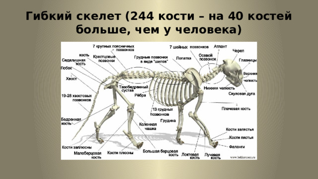 Гибкий скелет (244 кости – на 40 костей больше, чем у человека) 