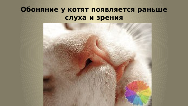 Обоняние у котят появляется раньше слуха и зрения 