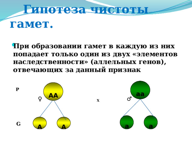  Гипотеза чистоты гамет. При образовании гамет в каждую из них попадает только один из двух «элементов наследственности» (аллельных генов), отвечающих за данный признак   P     ♀ X  ♂      G   аа АА а а А А 