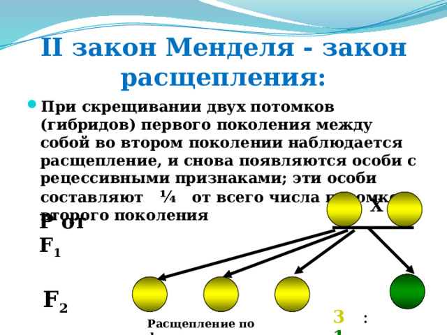 II закон Менделя - закон расщепления: При скрещивании двух потомков (гибридов) первого поколения между собой во втором поколении наблюдается расщепление, и снова появляются особи с рецессивными признаками; эти особи составляют ¼ от всего числа потомков второго поколения X P от F 1 F 2 3 : 1 Расщепление  по фенотипу: 