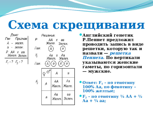 Схема скрещивания Английский генетик Р.Пеннет предложил проводить запись в виде решетки, которую так и назвали — решетка Пеннета . По вертикали указываются женские гаметы, по горизонтали — мужские.  Ответ: F 1 – по генотипу 100% Аа, по фенотипу – 100% желтые; F 2 – по генотипу ¼ АА + ½ Аа + ¼ аа; 