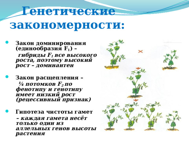  Генетические закономерности: Закон доминирования (единообразия F 1 ) –  гибриды F 1 все высокого роста, поэтому высокий рост – доминантен  Закон расщепления –  ¼ потомков F 2 по фенотипу и генотипу имеет низкий рост (рецессивный признак)  Гипотеза чистоты гамет  – каждая гамета несёт только один из аллельных генов высоты растения 