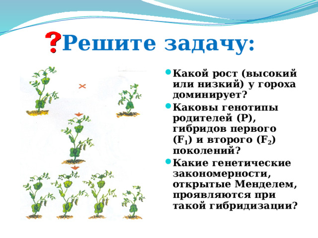 Решите задачу: Какой рост (высокий или низкий) у гороха доминирует? Каковы генотипы родителей (Р), гибридов первого (F 1 ) и второго (F 2 ) поколений? Какие генетические закономерности, открытые Менделем, проявляются при такой гибридизации? 