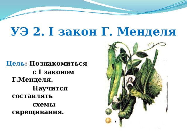 УЭ 2. I закон Г. Менделя Цель : Познакомиться  с I законом Г.Менделя.  Научится составлять  схемы скрещивания. 