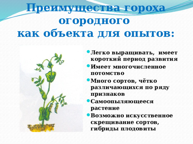 Преимущества гороха огородного  как объекта для опытов:  Легко выращивать, имеет короткий период развития Имеет многочисленное потомство Много сортов, чётко различающихся по ряду признаков Самоопыляющееся растение Возможно искусственное скрещивание сортов, гибриды плодовиты 