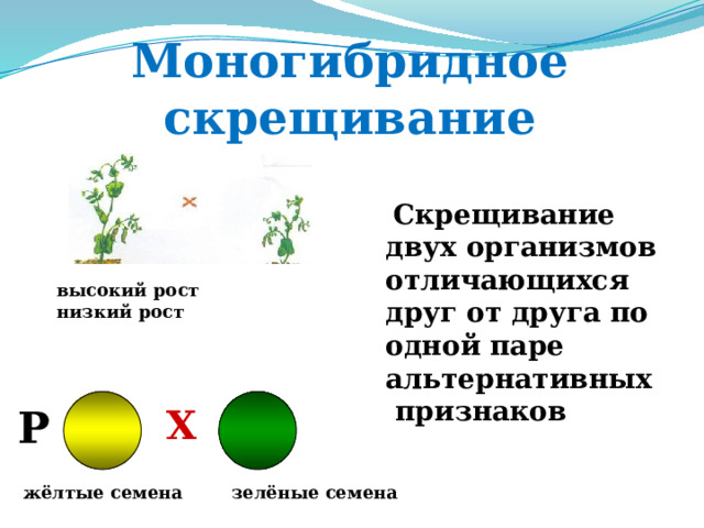 Моногибридное скрещивание  Скрещивание двух организмов отличающихся друг от друга по одной паре альтернативных признаков высокий рост низкий рост P X жёлтые семена зелёные семена 