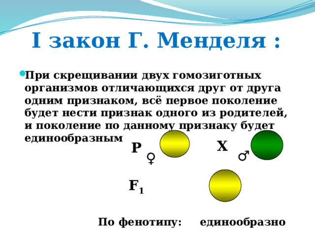 I закон Г. Менделя : При скрещивании двух гомозиготных организмов отличающихся друг от друга одним признаком, всё первое поколение будет нести признак одного из родителей, и поколение по данному признаку будет единообразным  X P ♂ ♀ F 1 По фенотипу: единообразно  