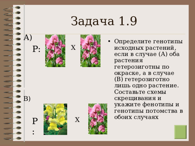Задача 1.9 А) Определите генотипы исходных растений, если в случае (А) оба растения гетерозиготны по окраске, а в случае (В) гетерозиготно лишь одно растение. Составьте схемы скрещивания и укажите фенотипы и генотипы потомства в обоих случаях Р: Х В) Р: Х  