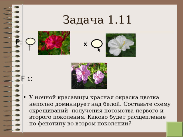 Задача 1.11 Р: Х F  1 : У ночной красавицы красная окраска цветка неполно доминирует над белой. Составьте схему скрещиваний получения потомства первого и второго поколения. Каково будет расщепление по фенотипу во втором поколении?  