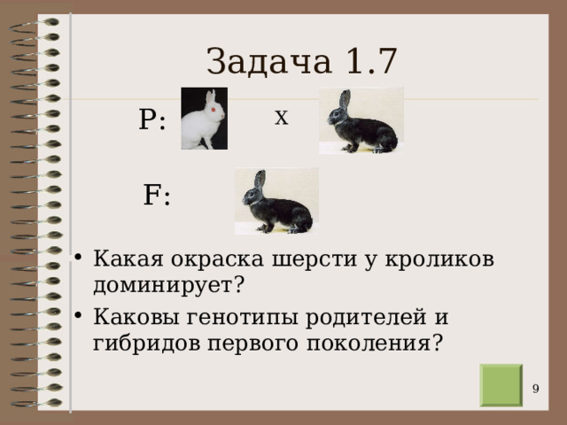 Задача 1.7 Р: Х F : Какая окраска шерсти у кроликов доминирует? Каковы генотипы родителей и гибридов первого поколения?  