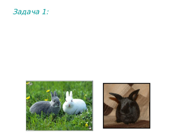 Задача 1: Окрашенность шерсти кроликов (в противоположность альбинизму) определяется доминантным геном. Цвет же окраски контролируется другим геном, расположенным в другой хромосоме, причем серый цвет доминирует над черным (у кроликов-альбиносов гены цвета окраски себя не проявляют). Какими признаками будут обладать гибридные формы, полученные от скрещивания серого кролика, рожденного от кролика-альбиноса, с альбиносом, несущим ген черной окраски?  